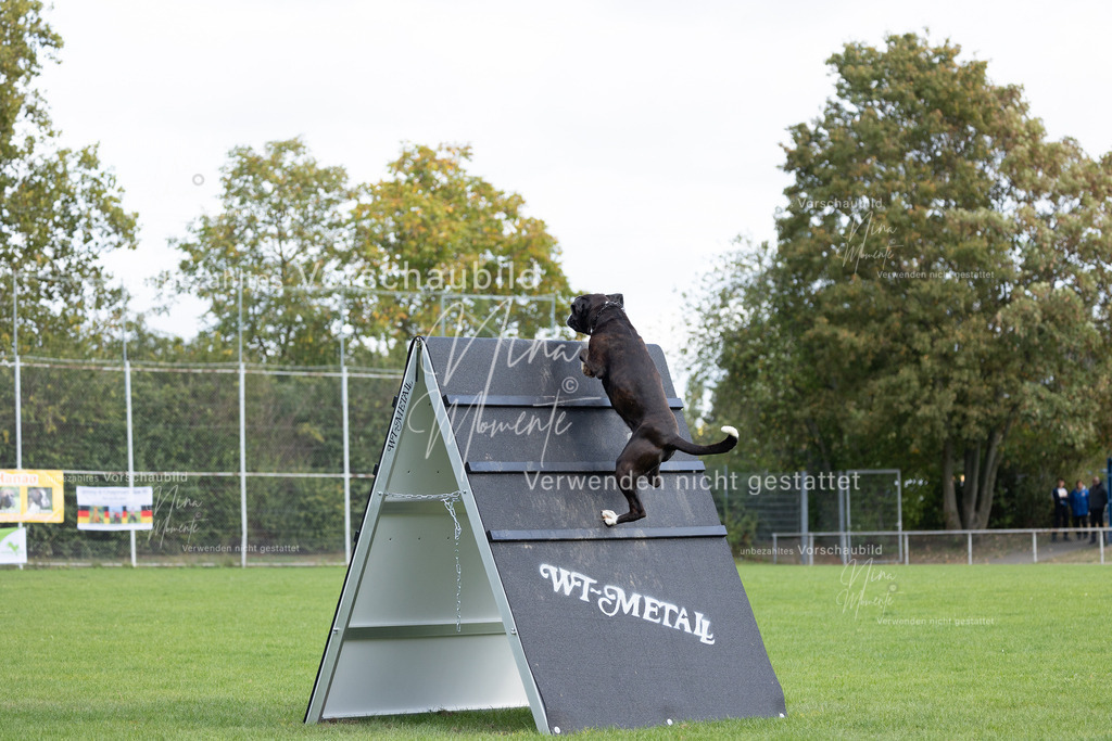 _16A6686 | Einzigartige Fotos von Hunden & Menschen –Actionfotos, Portraits, Vereinsaufnahmen & Paarshootings – authentisch, lebendig & mit Herz.