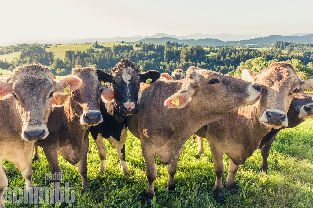 PS-Tiere-2026-60 | Entdecke die größte Bildgalerie der Region mit Fotografien aus dem Allgäu, der Bodenseeregion, Oberschwaben, dem Donautal und der Schwäbischen Alb. Landschaften, Luftaufnahmen und Reisefotografie als Wandbild und Fotokunst. - Realisiert mit Pictrs.com
