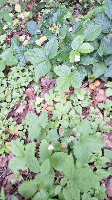 Walderdbeeren | Verkauf von Fotos und  Videoclips zumThema Natur.Motive sind Pflanzen, Tiere, Landschaftenund Wetter - Realisiert mit Pictrs.com