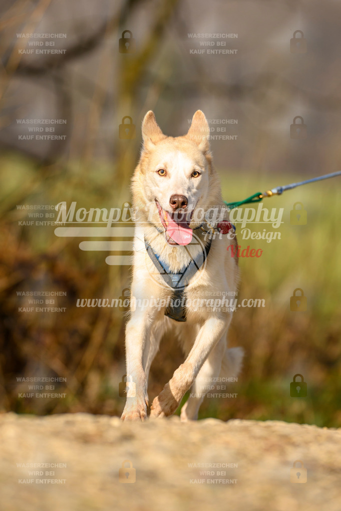 MompixPhotography_6ReiatRennen2026_SA_HappyDog-110 | PayLife