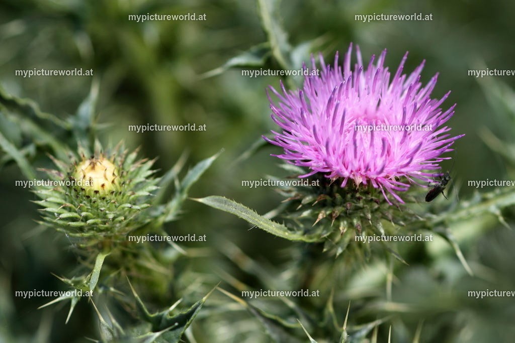 Weg-Distel-001 | Das Bilderarchiv über Tiere, Planzen und Landschaften. In der Bilddatenbank finden Sie ein große Auswahl an hochwertigen Bilder für Ihre Werbung - Realized with Pictrs.com
