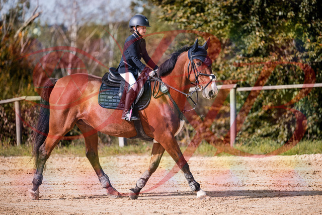 2026_10_03_Siefer-Hof_143729_Z81_06092686 | Professionelle Reitsport-, Turnier- und Eventfotografie von Robert Broda. Galerien mit ausgewählten und bearbeiteten Bildern direkt online ansehen und bestellen.