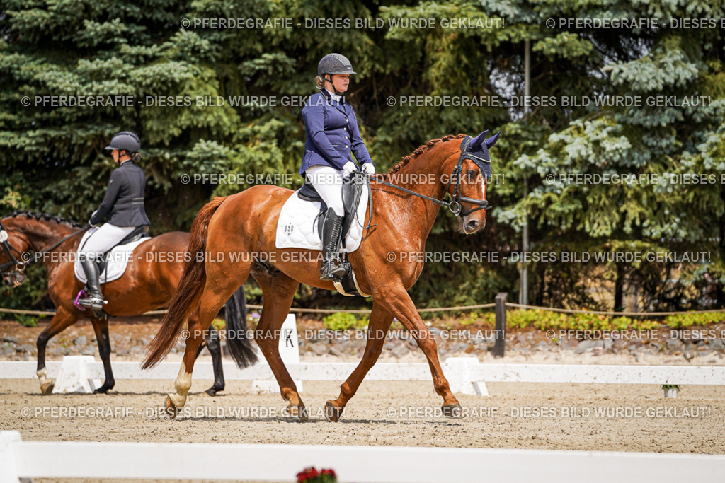 DSC02250 | Pferdegrafie