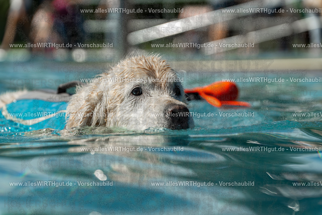 Hundeschwimmen_Volksbad_2026-allesWIRTHgut_Tierfotografie-2609061305-121550-7R500495 | Professionelle Tierfotografie in Mönchengladbach von Daniel Wirth (allesWIRTHgut). Liebevolle & natürliche Bilder von Hunden & Katzen für unvergessliche Erinnerungen.
