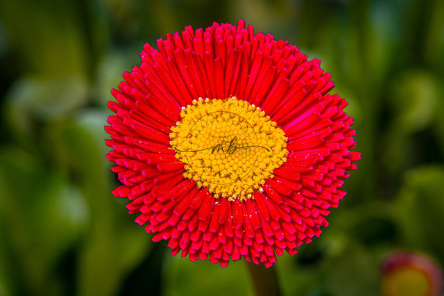 Rotes Gänseblümchen | Nahaufnahme von einem roten Gänseblümchen im Frühling - Realisiert mit Pictrs.com