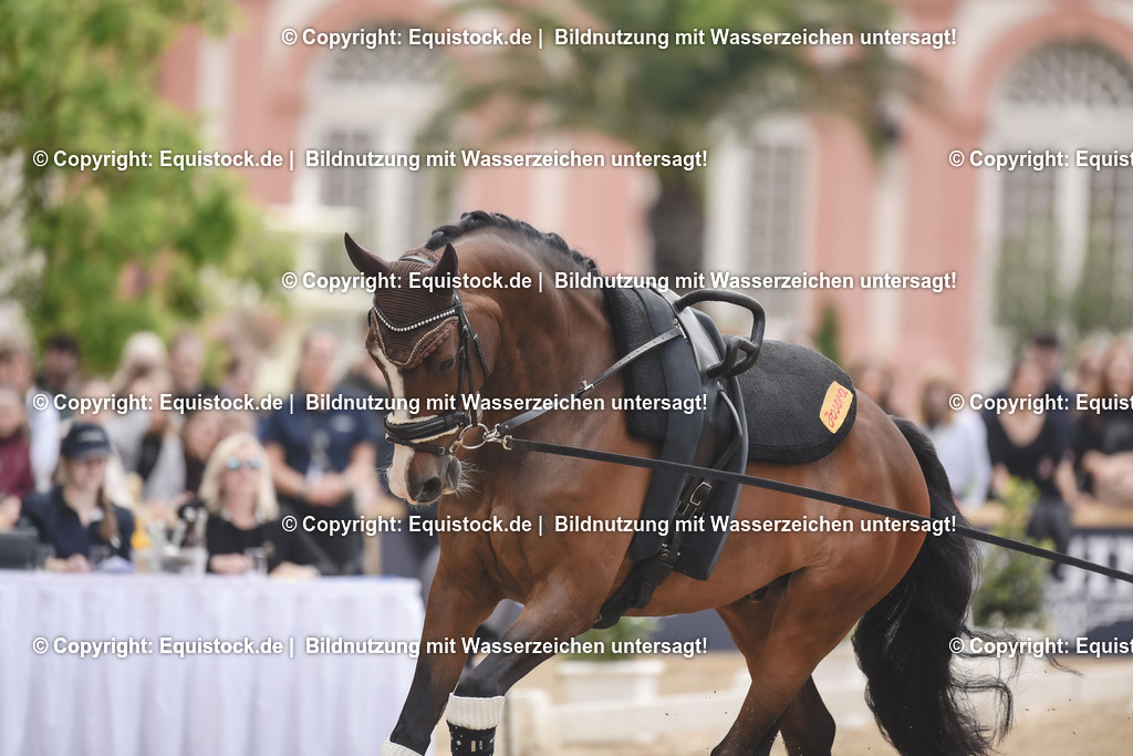 20240519_Voltige_0330 | Foto: Thomas Hartig