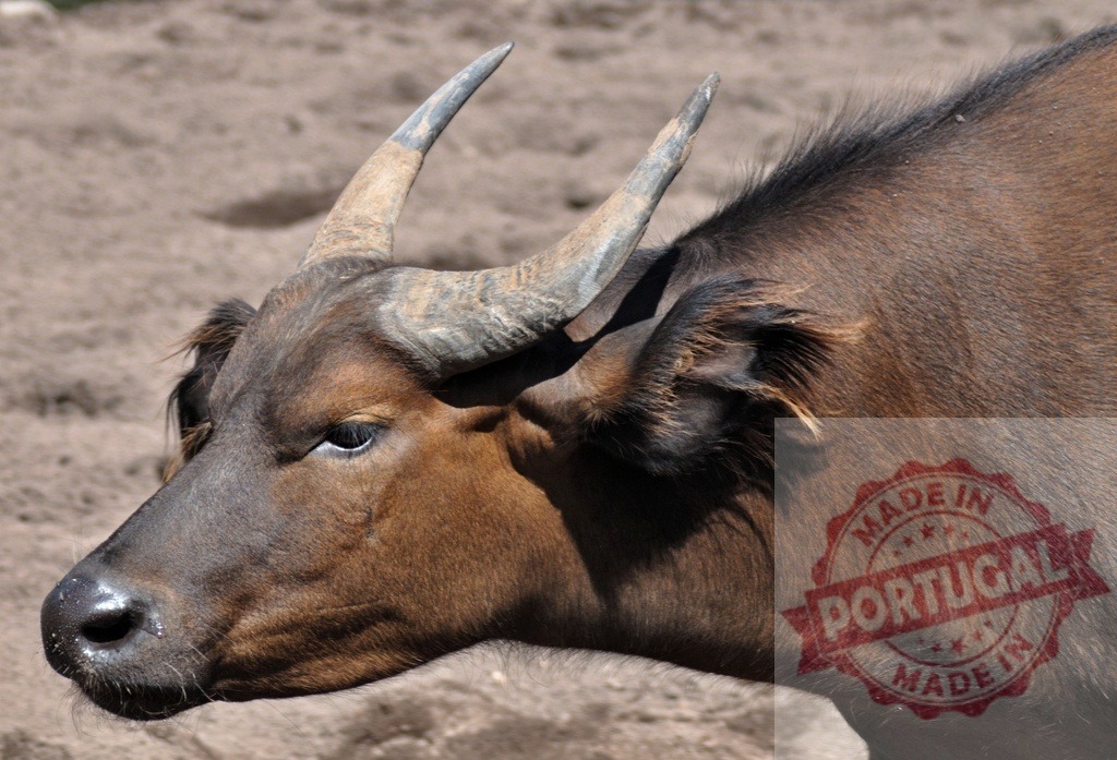 African forest buffalo head showing horns | African forest buffalo head in close-up against a sandy background - Realized with Pictrs.com