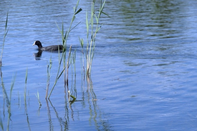Blesshuhn auf einem Osternienburger Teich | Verkauf von Fotos und  Videoclips zumThema Natur.Motive sind Pflanzen, Tiere, Landschaftenund Wetter