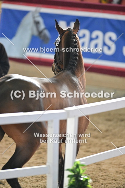 40_Kanbalou - Cezaro_790_8303 | Björn Schroeder Pferdefotografie