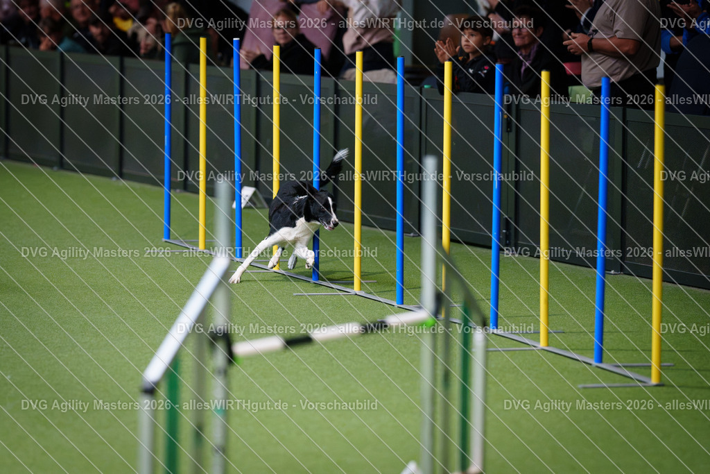 allesWIRTHgut_Tierfotografie-DVG_Agility_Masters_2026-09_27-7R501764 | Professionelle Tierfotografie in Mönchengladbach von Daniel Wirth (allesWIRTHgut). Liebevolle & natürliche Bilder von Hunden & Katzen für unvergessliche Erinnerungen.