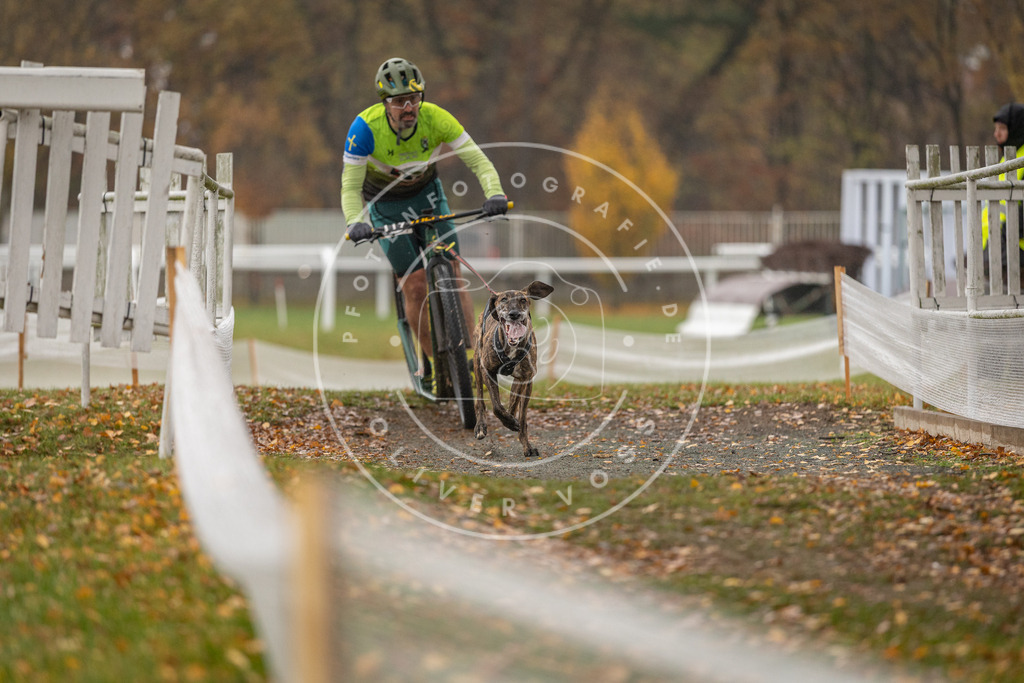 CaniXpix_DV3A8132 | Hundefotografie, Tierfotograf, Pfotenfotografie, Fotoshooting Hund, Hunde Portrait, Hundesport, Hundeportraits, Heideshooting, Hunde, Sportfotograf, Hundefotograf, Turnierhundsport, THS,  - Realisiert mit Pictrs.com