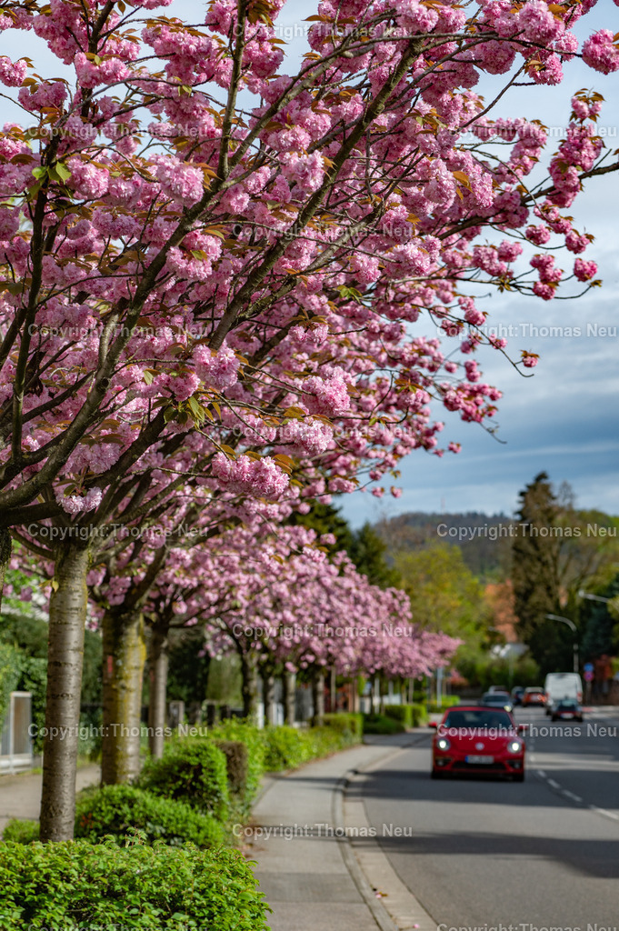 DSC_3336 | der Frühlingsgarten Deutschlands- die Hessische Bergstraße zeigt sich nicht nur in den Wenbergen frühlingshaft, auch entlang der Bundesstraße 3, hier Darnmstädter Straße in Bensheim, blühen im April die japanischen Zierkirschen, Bild: Thomas Neu