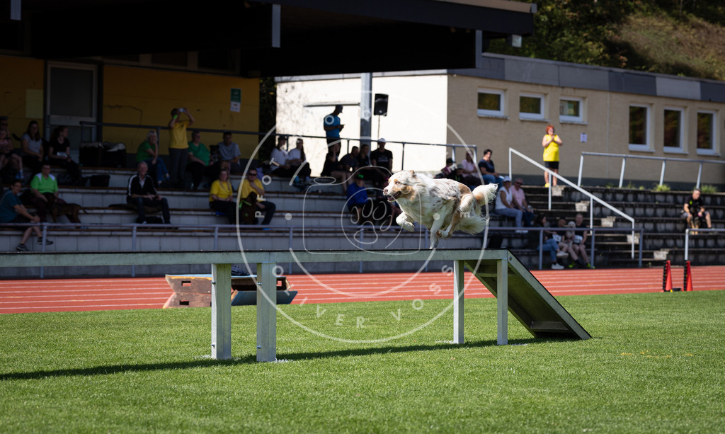 Pfotenfotografie_DV3A8263 | Hundefotografie, Tierfotograf, Pfotenfotografie, Fotoshooting Hund, Hunde Portrait, Hundesport, Hundeportraits, Heideshooting, Hunde, Sportfotograf, Hundefotograf, Turnierhundsport, THS,  - Realisiert mit Pictrs.com