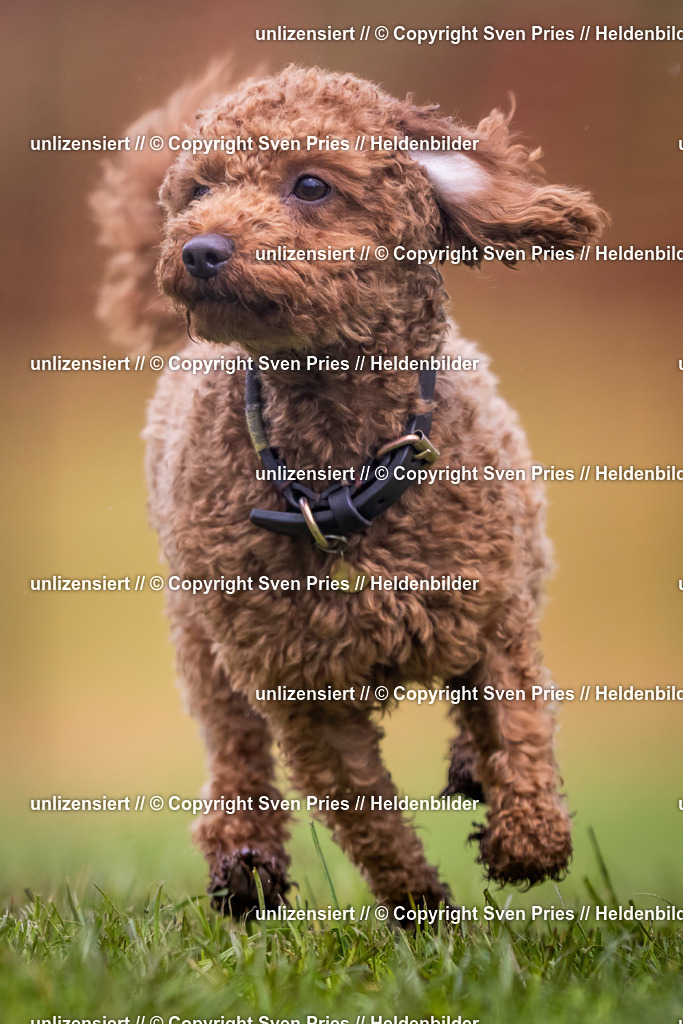 Sven Pries | 2024-04-21 - Hunderennen Baden-Oos
Foto: Sven Pries - Realisiert mit Pictrs.com