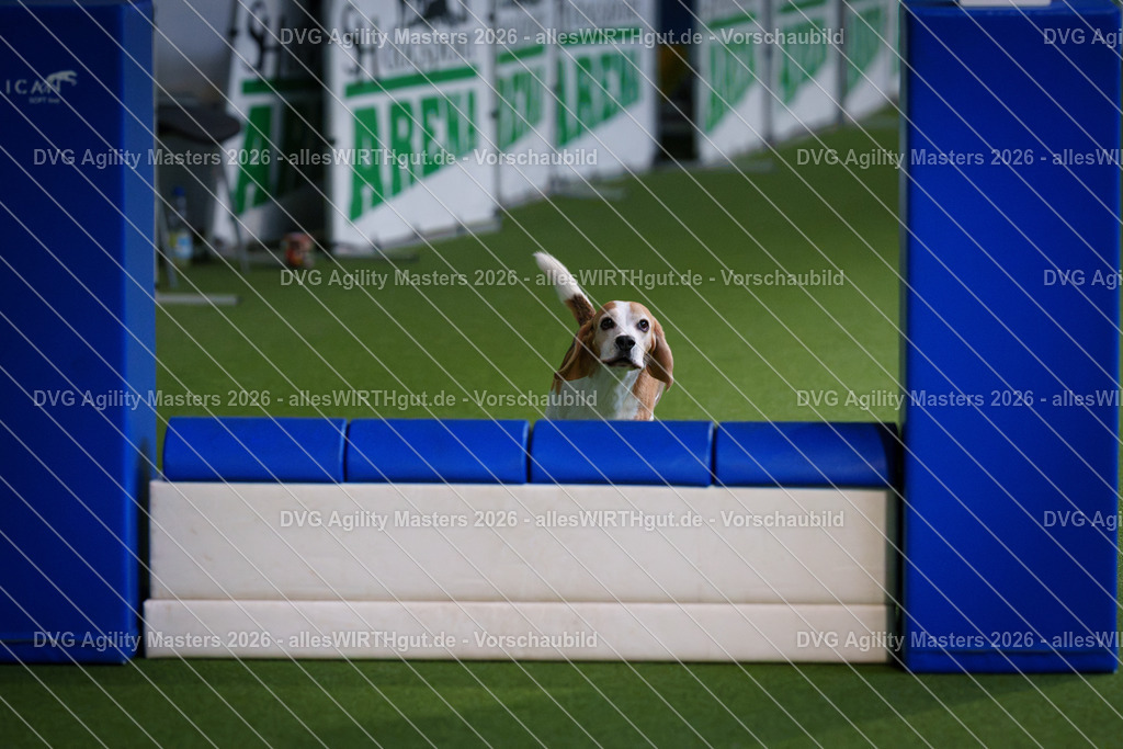 allesWIRTHgut_Tierfotografie-DVG_Agility_Masters_2026-11_22-7R505783 | Professionelle Tierfotografie in Mönchengladbach von Daniel Wirth (allesWIRTHgut). Liebevolle & natürliche Bilder von Hunden & Katzen für unvergessliche Erinnerungen.