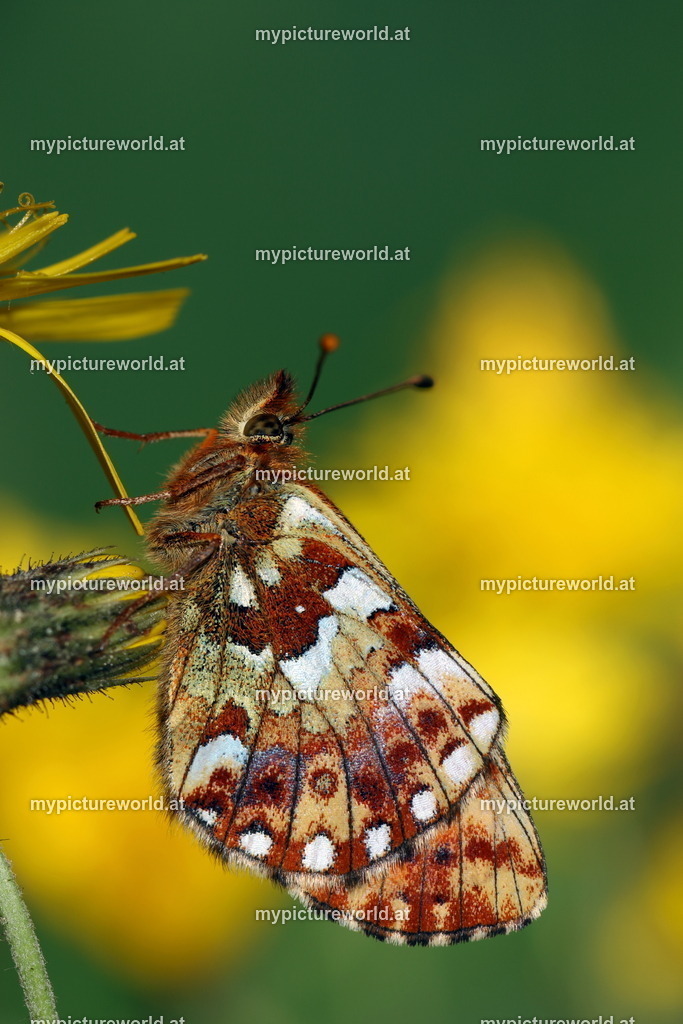 Boloria aquilonaris-003 | Das Bilderarchiv über Tiere, Planzen und Landschaften. In der Bilddatenbank finden Sie ein große Auswahl an hochwertigen Bilder für Ihre Werbung - Realisiert mit Pictrs.com