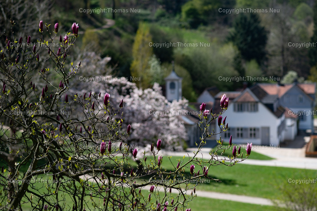 Fuerstenlager-bensheim-auerbach-staatspark-parklandschaft-sommersitz-hessische-Fuerstenfamile-Fotografie-Thomas_Neu.jpg | Blick über das historische Gebäudeensemble im Staatspark Fürstenlager in Bensheim-Auerbach, eingebettet in die frühlingshafte Landschaft der Bergstraße. Blühende Magnolien und frisches Grün rahmen die klassizistischen Gebäude, während sich im Hintergrund die bewaldeten Hänge des Odenwaldrandes erheben. Der ehemalige Sommersitz der Landgrafen von Hessen-Darmstadt zeigt sich hier in seiner ganzen landschaftlichen und architektonischen Schönheit.,Bild: Thomas Neu