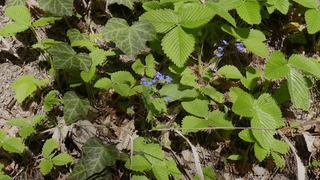 Erdbeeren und Efeu | Verkauf von Fotos und  Videoclips zumThema Natur.Motive sind Pflanzen, Tiere, Landschaftenund Wetter - Realisiert mit Pictrs.com