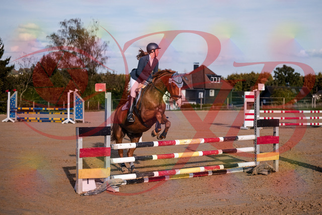 2026_10_03_Siefer-Hof_171151_Z81_08507989 | Professionelle Reitsport-, Turnier- und Eventfotografie von Robert Broda. Galerien mit ausgewählten und bearbeiteten Bildern direkt online ansehen und bestellen.