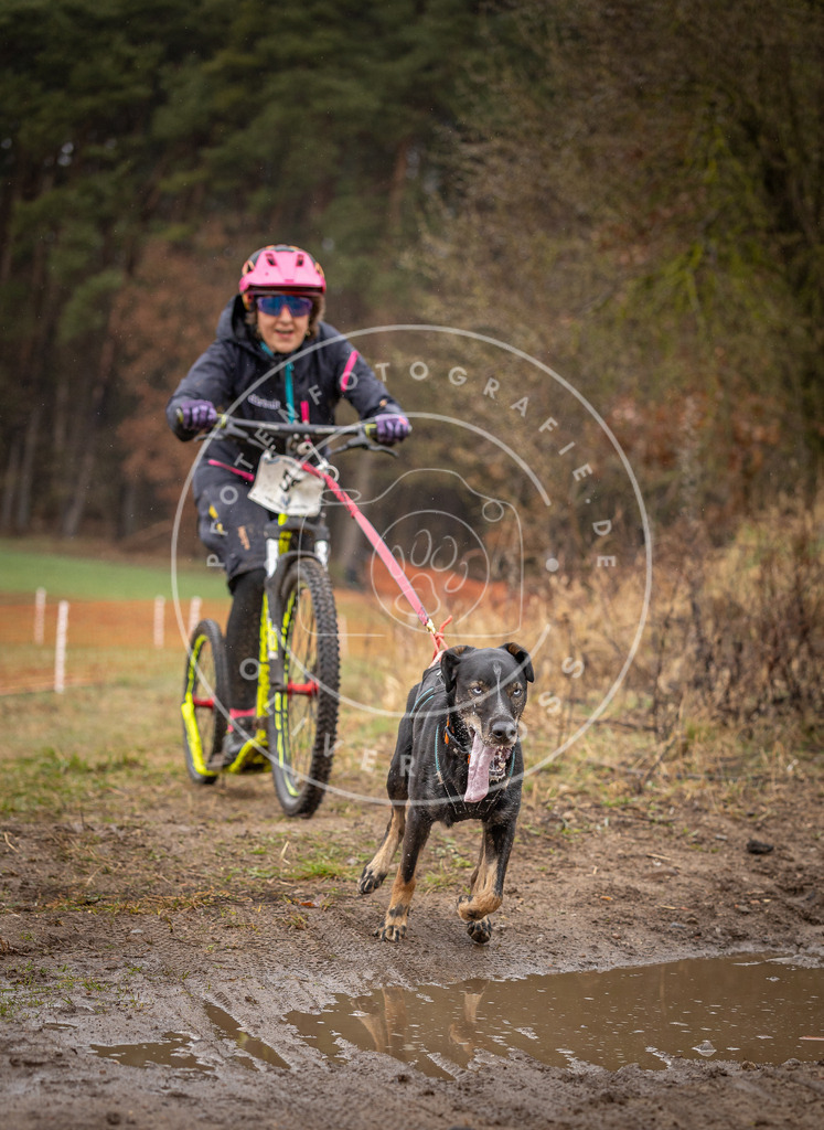 DV3A9491 | Hundefotografie, Tierfotograf, Pfotenfotografie, Fotoshooting Hund, Hunde Portrait, Hundesport, Hundeportraits, Heideshooting, Hunde, Sportfotograf, Hundefotograf, Turnierhundsport, THS,  - Realisiert mit Pictrs.com