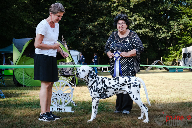 Dalmatiner DZGD CDF in Hilden | Dalmatiner, Regionalgruppenausstellung DZGD / CDF) in Hilden. Richterin Margrit Martegani.  in Hilden  04.09.2022 Foto: Leo Wyden