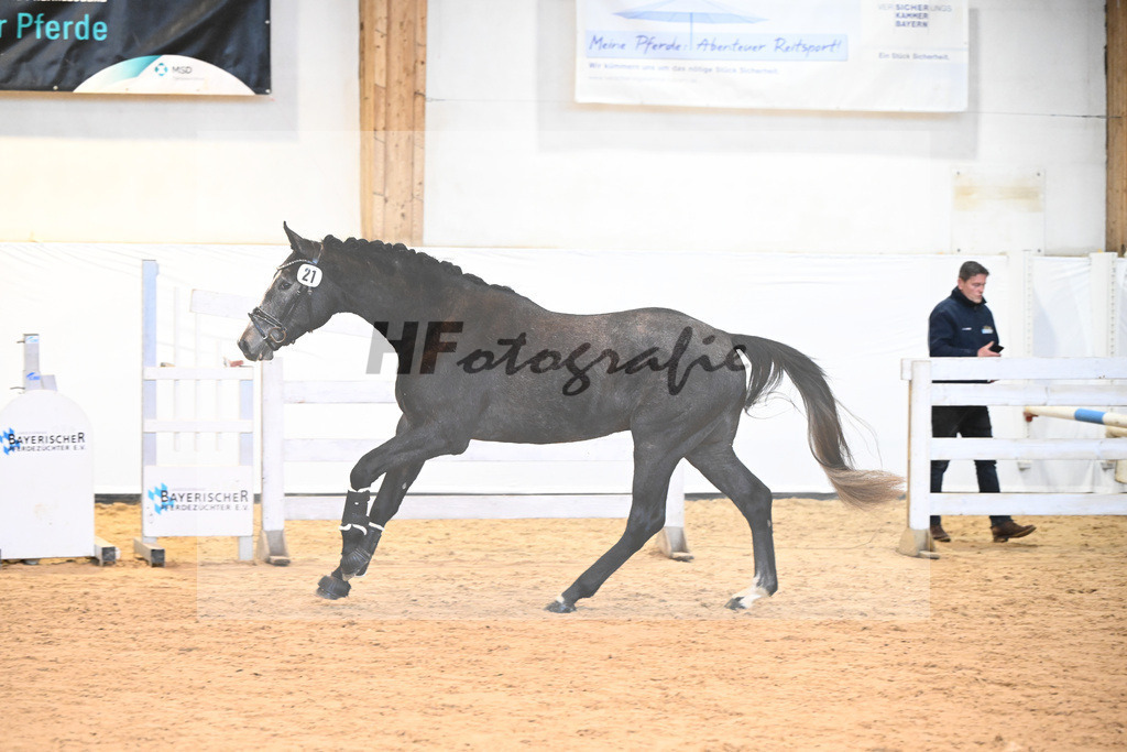 Kat-Nr. 21 v. Hickstead White_Stecher_6241148 | hf-fotografie - Realisiert mit Pictrs.com