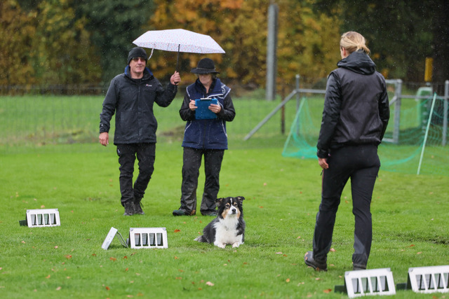 2025_Rally_Obedience_SM-113 | Ich fotografiere Hundeausstellungen, Sportanlässe, Zuchtstätten, Hundezucht, Hundeportrait, Lagotto - Realisiert mit Pictrs.com