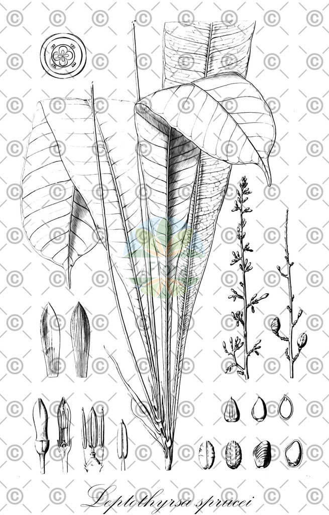 HistAbb_wfo-0001169002_1_ENZY_Simple | Historische Abbildung von Leptothyrsa sprucei - Rutaceae | Historical Illustration of Leptothyrsa sprucei - Rutaceae