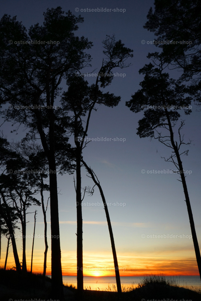 Kiefernwald bei Sonnenuntergang über der Ostsee | In der küstennnahen Zone des Waldes, die den starken Westwinden schutzlos ausgesetzt ist, sind die Bäume sehr schlank und hochgewachsen und bilden erst sehr weit oben eine schirmartige, von Ästen und Kiefernnadeln gesäumte Krone aus. Bei Sonnenuntergang herrscht hier deshalb eine märchenhafte Stimmung.