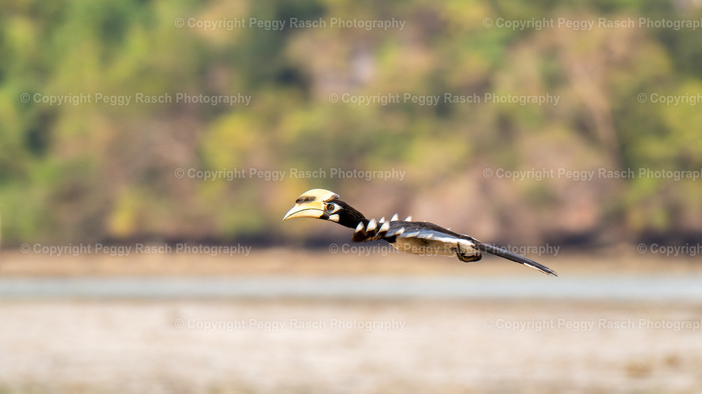 Thailand_Hornbills_2025 (17) | PeggyRaschPhotography - Realisiert mit Pictrs.com