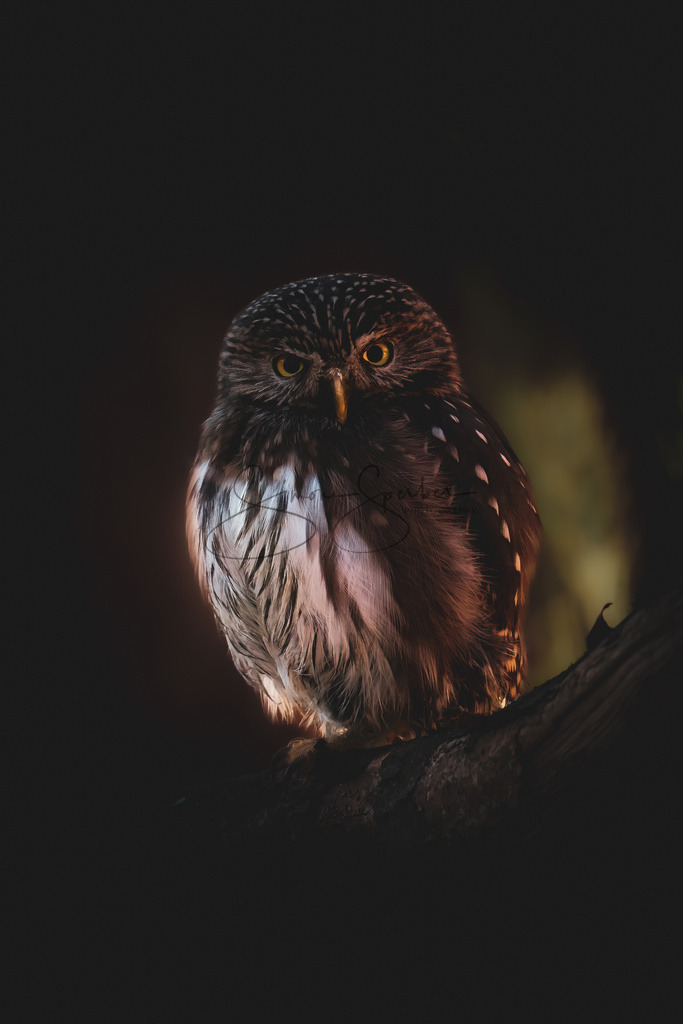 Sperlingskauz | Simone Sperber, svb-photography,Fotografin,Bilddesignerin,Naturfotografie,Macrofotografie,Tierfotografie,Wildtierfotografie,Ausstellungen,Auftragsfotografie,Kunst,Art,Photographer,Shootings,Bildberatbeitung,Galerie,Shop