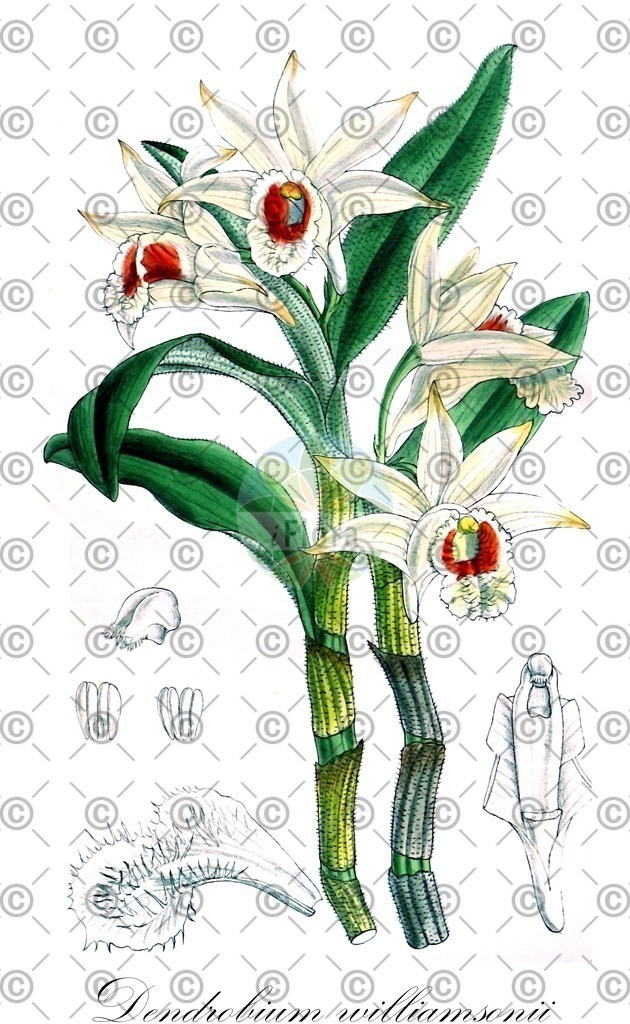 HistAbb_wfo-0000862391_2_ENZY_Simple | Historische Abbildung von Dendrobium williamsonii - Orchidaceae | Historical Illustration of Dendrobium williamsonii - Orchidaceae