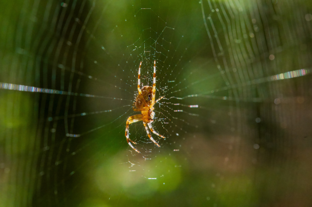 Spinne in ihrem Netz 01-2 | pressefoto-homann - Realisiert mit Pictrs.com