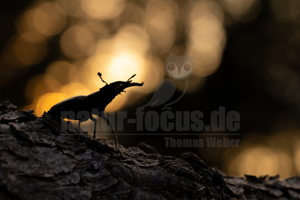 R5NF9529-20230621 | Der Hirschkäfer ist ein Käfer aus der Familie der Schröter. Er gehört zu den größten und auffälligsten Käfern in Europa. Seinen Namen erhielt der Hirschkäfer aufgrund der bei den Männchen geweihartig vergrößerten Mandibeln. - Realisiert mit Pictrs.com