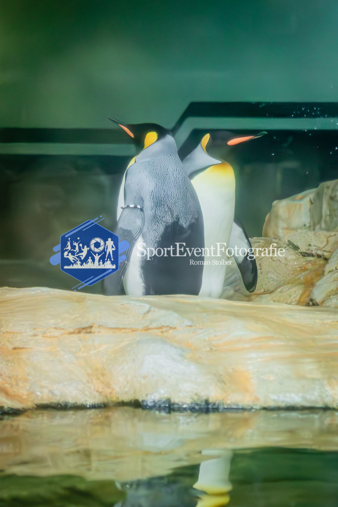 IMAG7612 | SportEventFotografie - Roman Stoiber