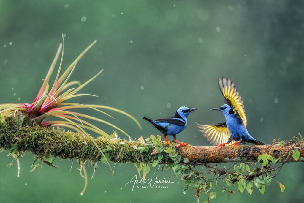 Bunt ist meine Sprache | Andre Wandrei - Nature Artworx - Realisiert mit Pictrs.com