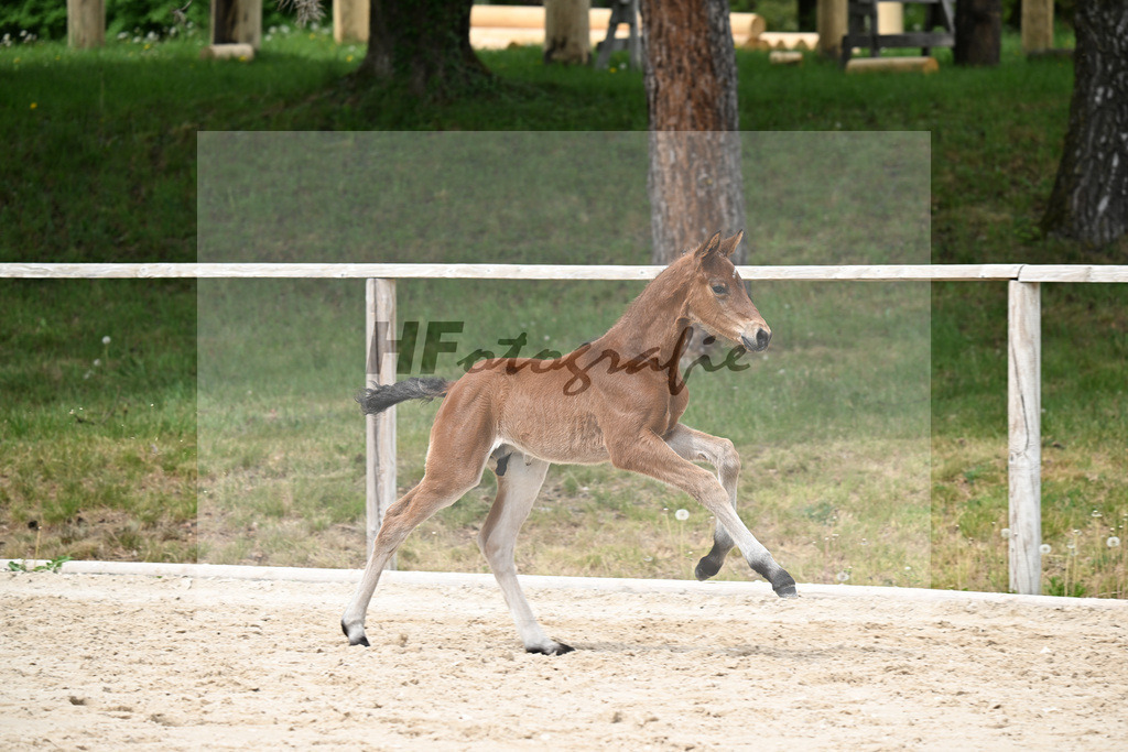 Kat-Nr. 35 HF Va Bene x Le Vivaldi_Wimmer_24260648 | hf-fotografie - Realisiert mit Pictrs.com