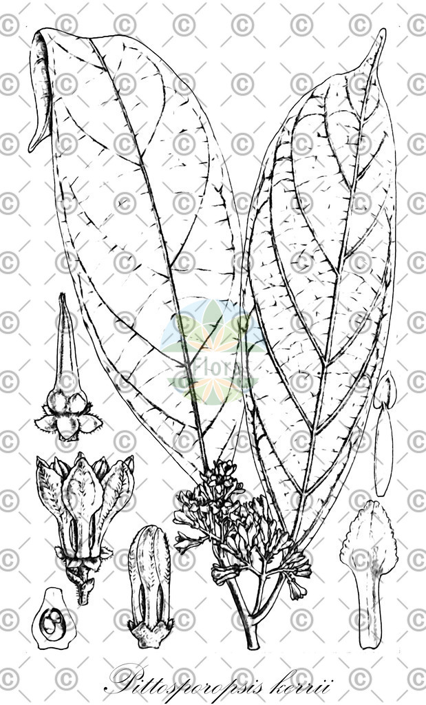 HistAbb_wfo-0000487387_2_ENZY_Simple | Historische Abbildung von Pittosporopsis kerrii - Icacinaceae | Historical Illustration of Pittosporopsis kerrii - Icacinaceae