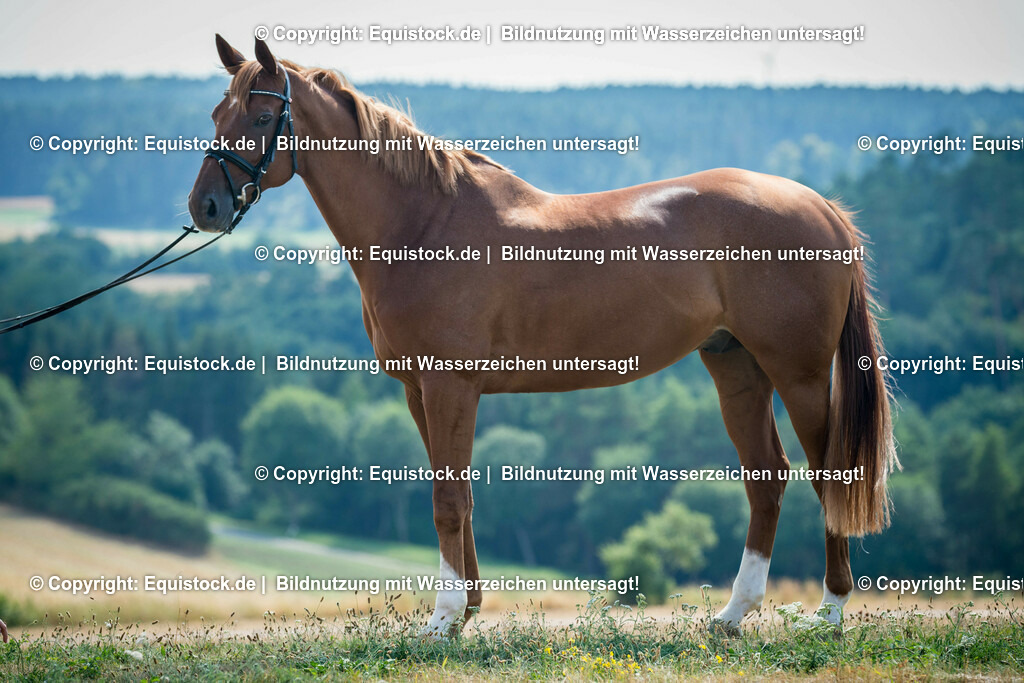 20150806_fischer_Takinou_0003 | equistock