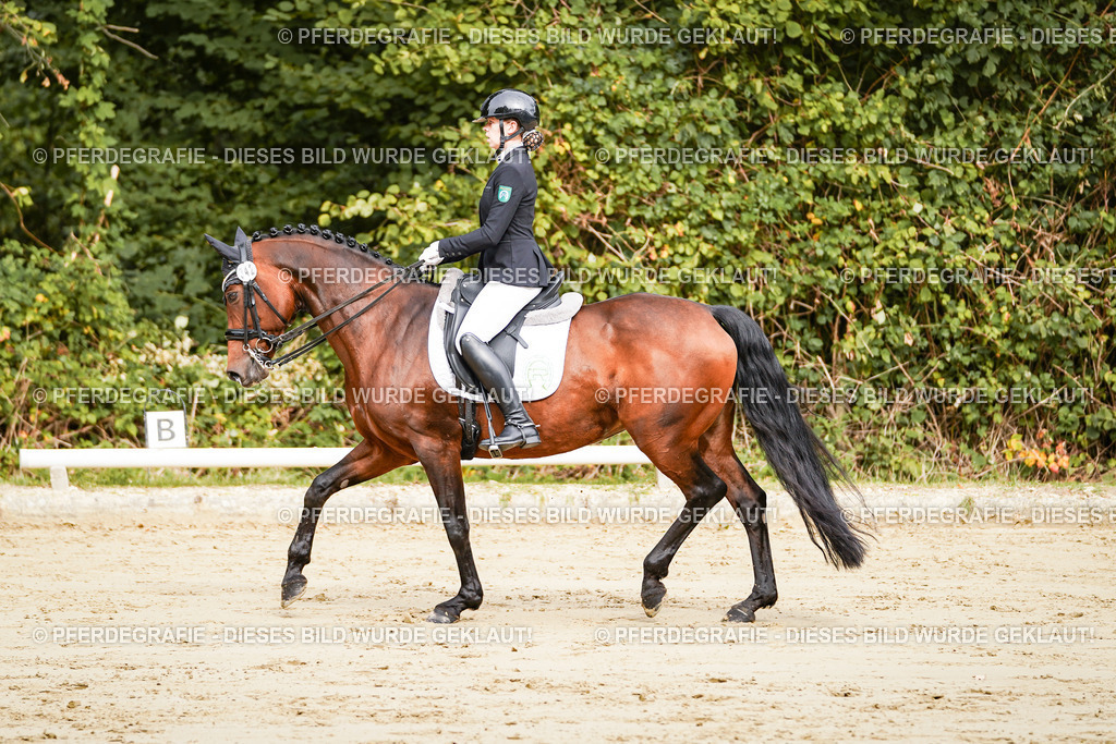 DSC01834 | Pferdegrafie