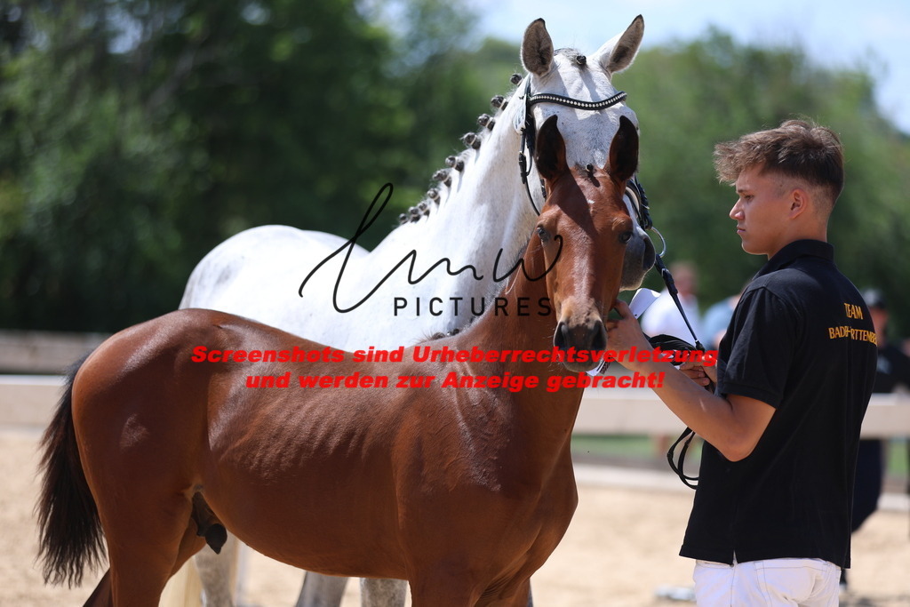 Fohlenschau_Schwäbisch_Hall_springbetonte_Fohlen_KN 24_17 | lmwpictures - Realisiert mit Pictrs.com