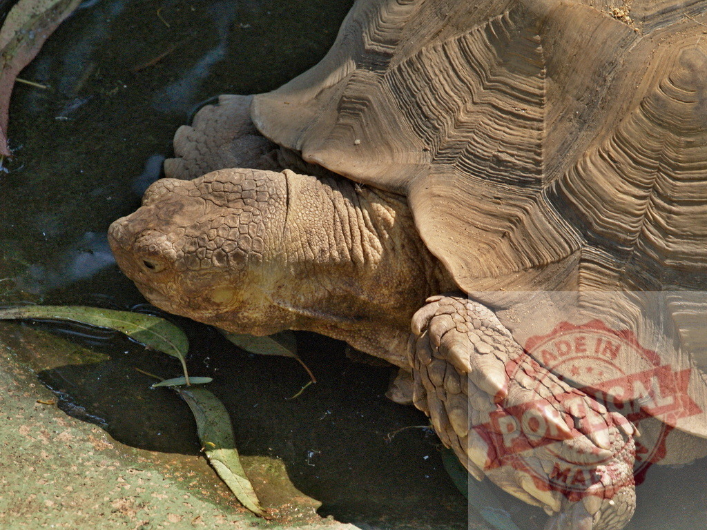 African spurred tortoise resting near water with eucalyptus leaves | Close-up of an african spurred tortoise resting near shallow water with eucalyptus leaves, showcasing its textured skin and shell - Realized with Pictrs.com