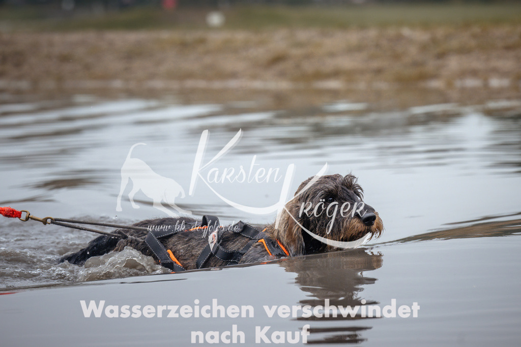 1025_ZZ99429 | kk-dogfotos