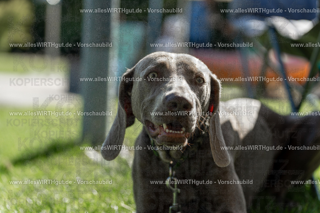 Hundeschwimmen_Volksbad_2026-allesWIRTHgut_Tierfotografie-2609061107-101703-7R509373 | Professionelle Tierfotografie in Mönchengladbach von Daniel Wirth (allesWIRTHgut). Liebevolle & natürliche Bilder von Hunden & Katzen für unvergessliche Erinnerungen.