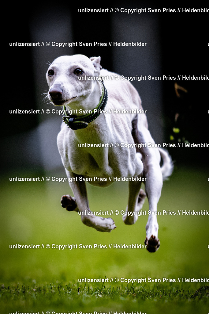 Sven Pries | 2025-10-03 - Hunderennen Obergrombach - Realisiert mit Pictrs.com