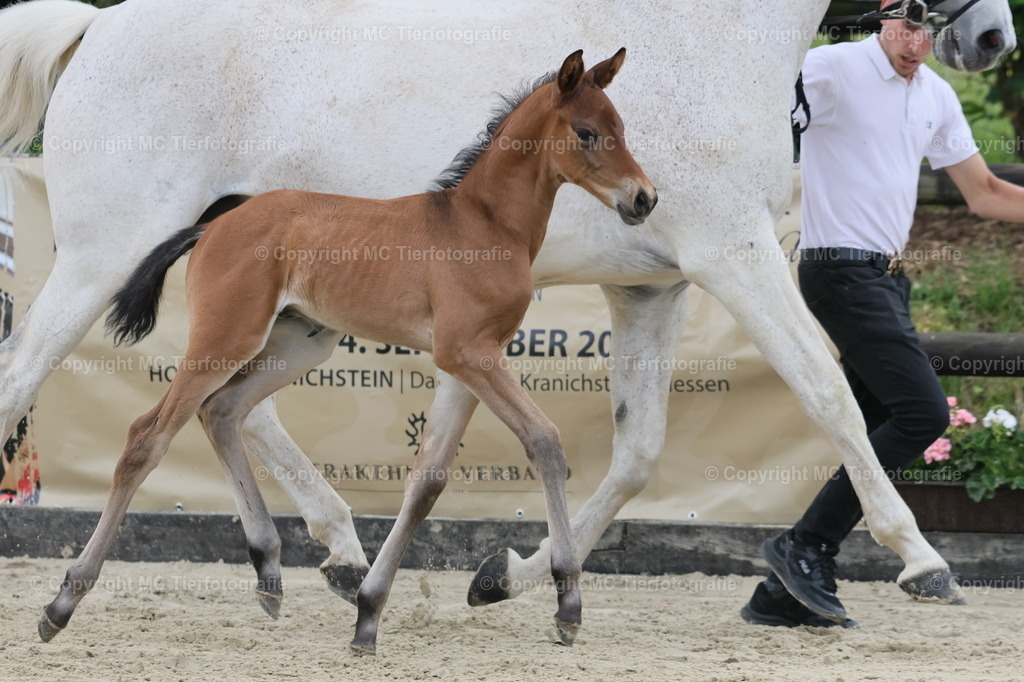 TrakFohlenschHennef17052025MC3H5A7025B | Pferdefotos online bestellen - Realisiert mit Pictrs.com