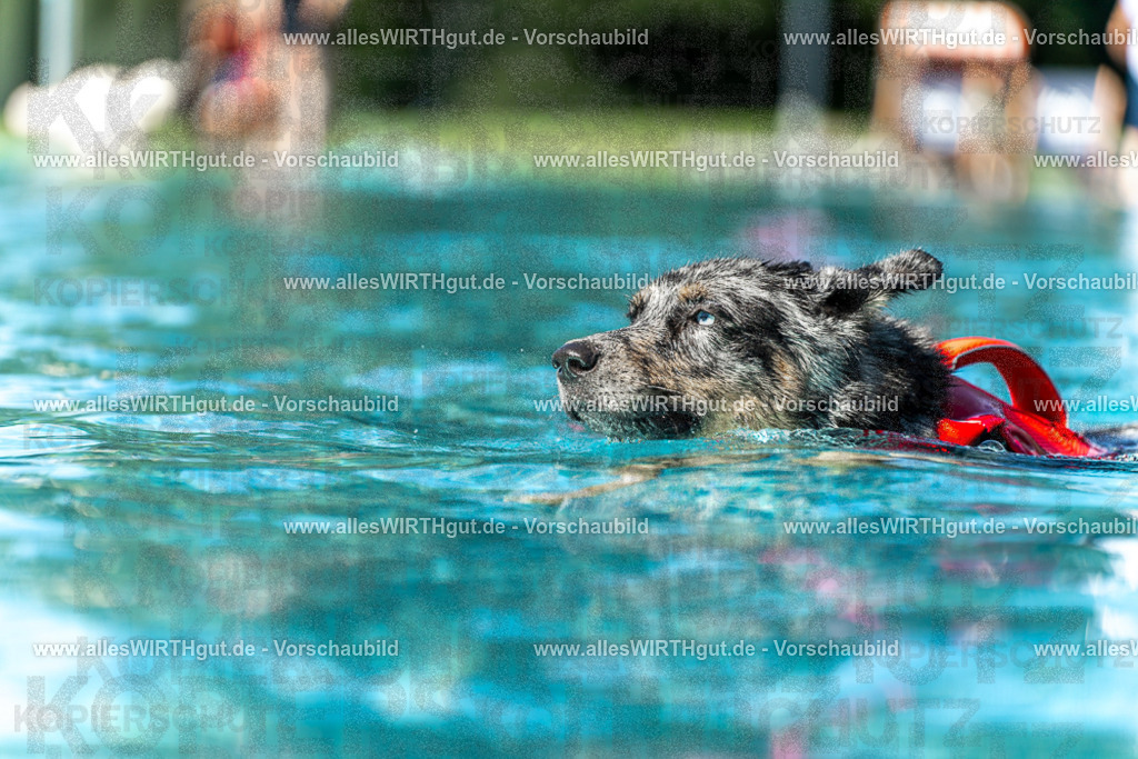 Hundeschwimmen_Volksbad_2026-allesWIRTHgut_Tierfotografie-2609061206-111611-7R500174 | Professionelle Tierfotografie in Mönchengladbach von Daniel Wirth (allesWIRTHgut). Liebevolle & natürliche Bilder von Hunden & Katzen für unvergessliche Erinnerungen.