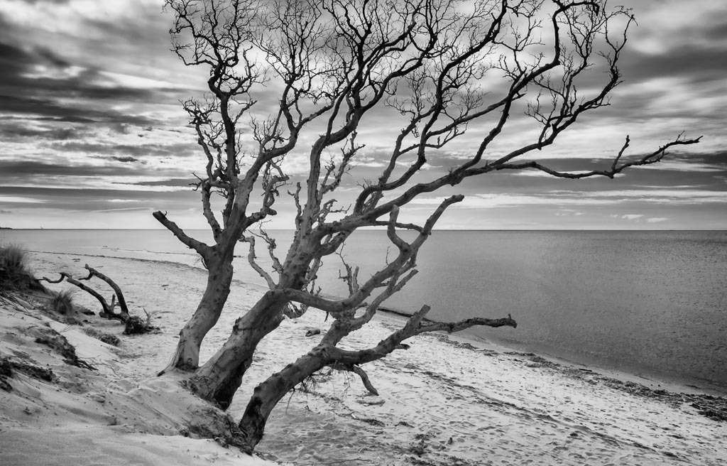 deutschland-2017-165 | Der Darßwald ist ein Waldgebiet auf dem Westteil der Halbinsel Darß im Nationalpark Vorpommersche Boddenlandschaft. Einige Gebiete des Darßwaldes werden nicht bewirtschaftet und urwüchsig belassen. Im Westen reicht der Wald bis an die Ostsee. - Realisiert mit Pictrs.com