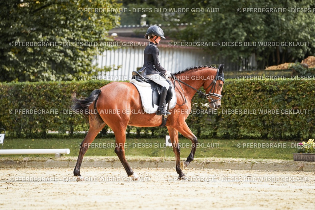 DSC04092 | Pferdegrafie