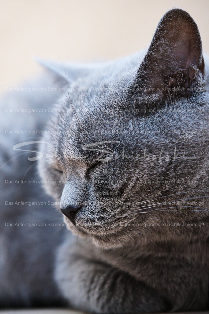 Wandbild Katze "Entspannung" | People- und Tierfotografie, Imageaufnahmen, Veranstaltungsfotografie und Wandbilder aus der Natur ★ Made in Germany ✔️ Druck + Downloads ✔️ Naturfotografie in Top Qualität ★ schneller Versand, weltweite Lieferung! - Realisiert mit Pictrs.com